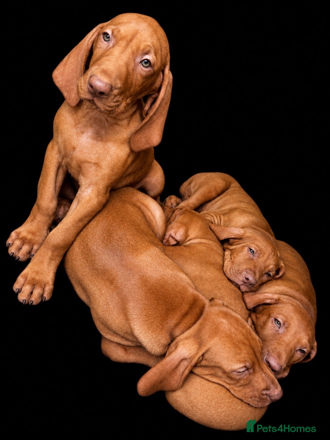 Hungarian Vizsla dogs KC Hungarian Vizsla Pups - Advert 2