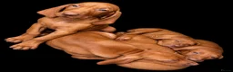 Hungarian Vizsla dogs for sale: Legally Docked KC Hungarian Vizsla Pups - Advert 4
