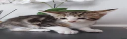 Mixed Breed cats for sale: Tabby Kittens 😸  - Advert 7