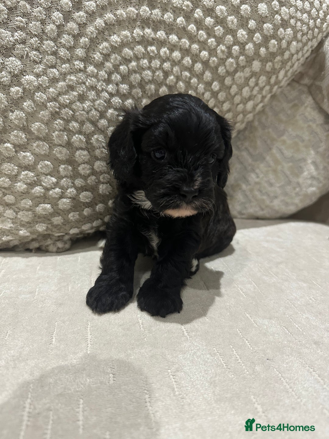 Cavapoo dogs for sale: F1 cavapoo puppies heath tested  - Advert 7