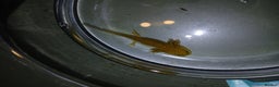 Other/Mixed Breed fish for sale: Axolotls babies gold and copper  - Advert 13