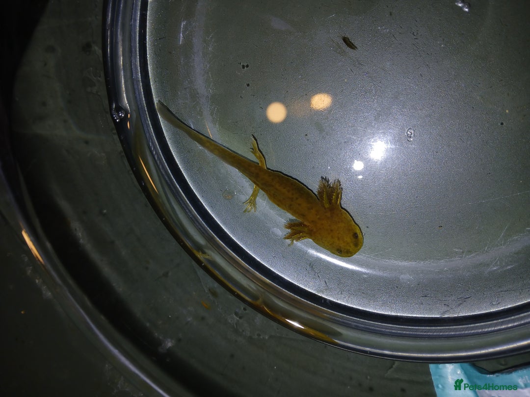 Other/Mixed Breed fish for sale: Axolotls babies gold and copper  - Advert 13