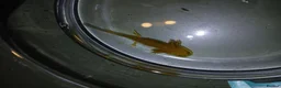 Other/Mixed Breed fish for sale: Axolotls babies gold and copper  - Advert 13