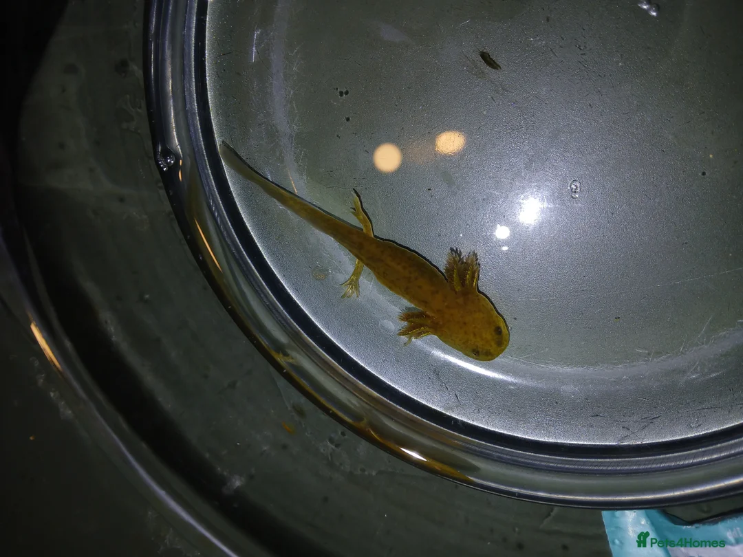 Other/Mixed Breed fish for sale: Axolotls babies gold and copper  - Advert 13