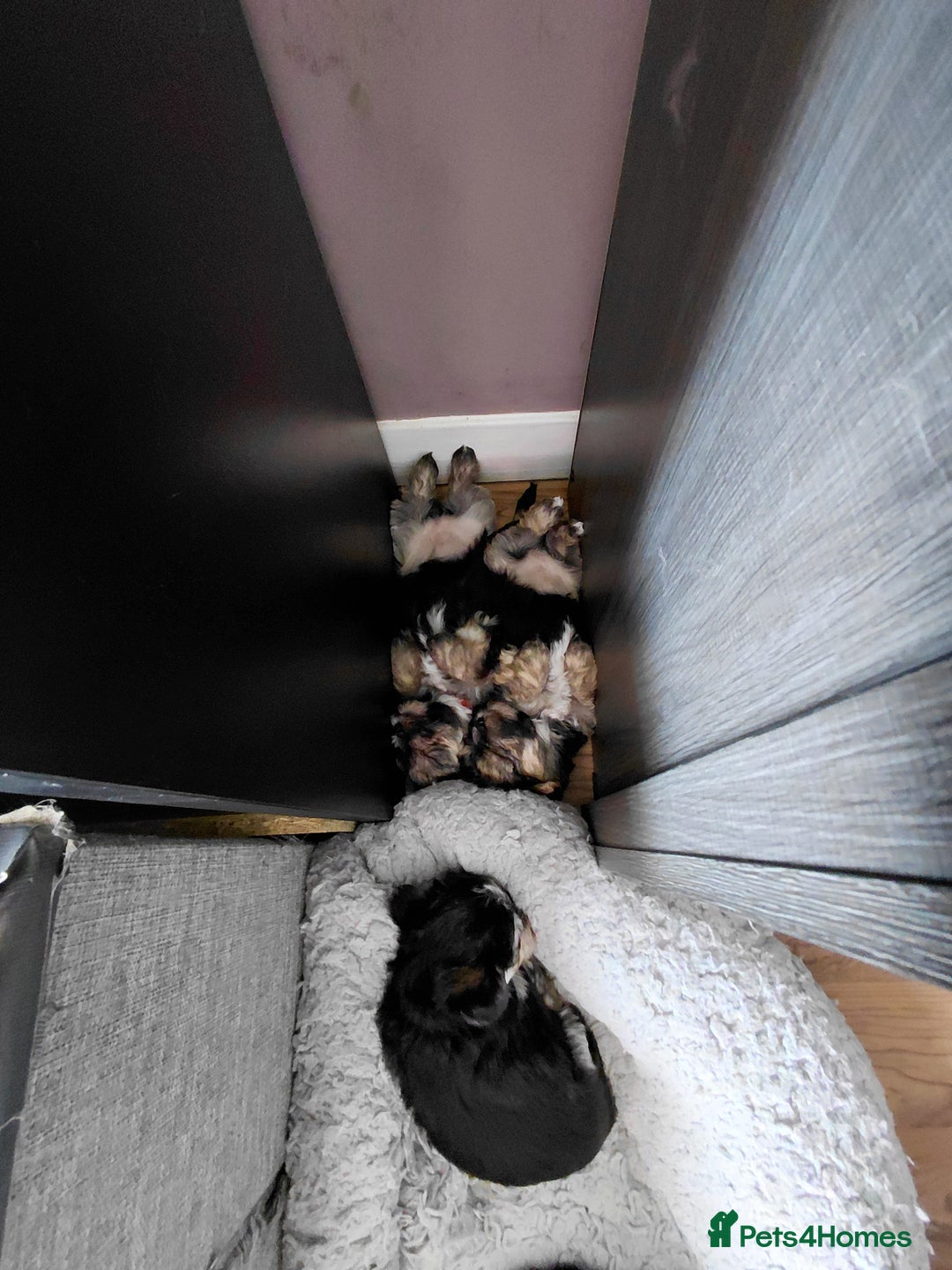 Morkie dogs for sale: Stunning F1 Morkie Puppies - Image 11