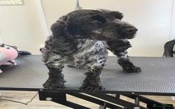 Cocker Spaniel dogs for sale: KC Blue Roan Show Cockr Spaniel  - Image 4