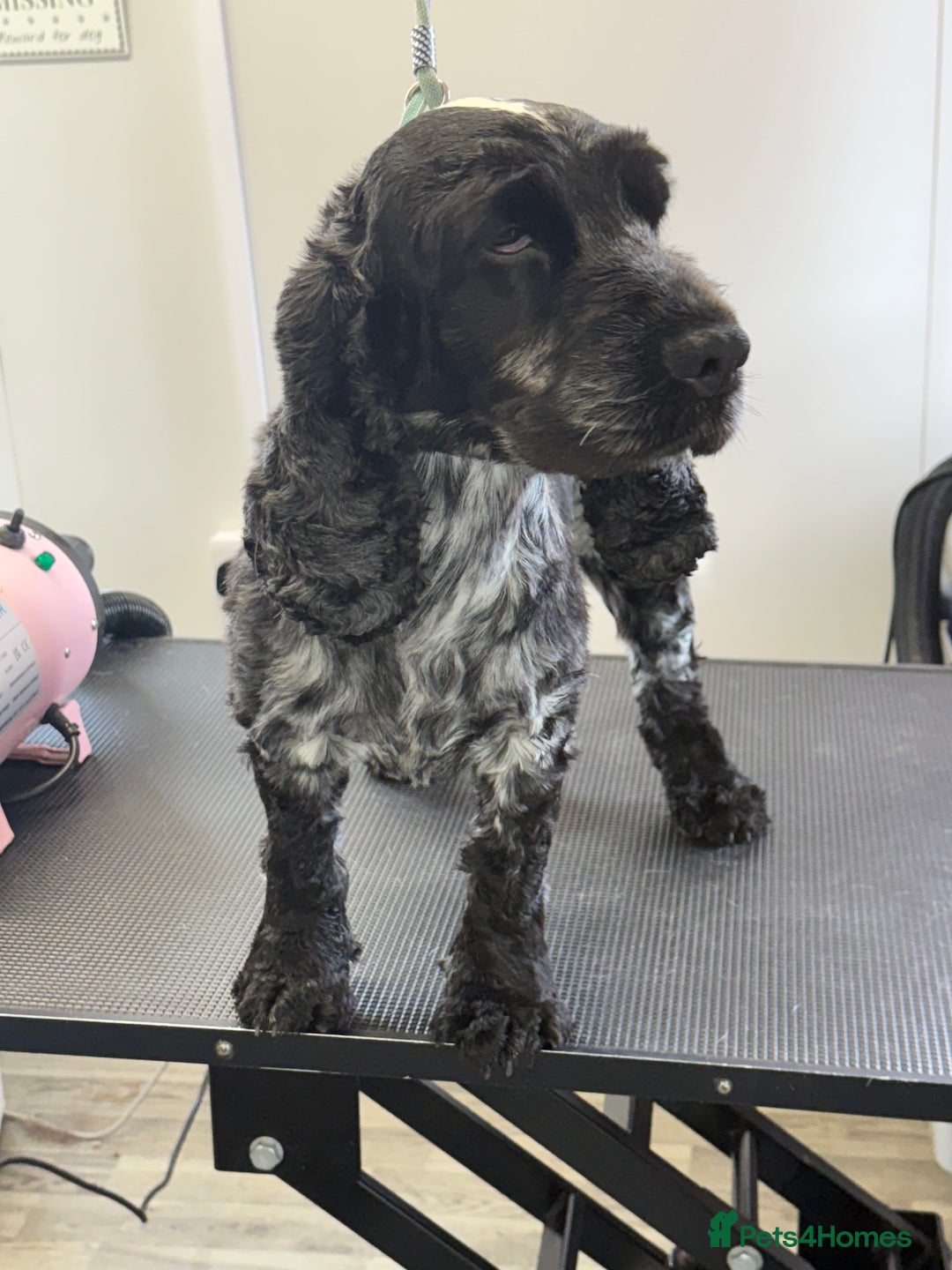 Cocker Spaniel dogs for sale: KC Blue Roan Show Cockr Spaniel  - Image 4