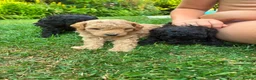 Toy Poodle dogs for sale: Stunning litter of Toy Poodles  - Advert 10