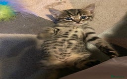 Mixed Breed cats for sale: Ragdoll x Tabbie - Image 5