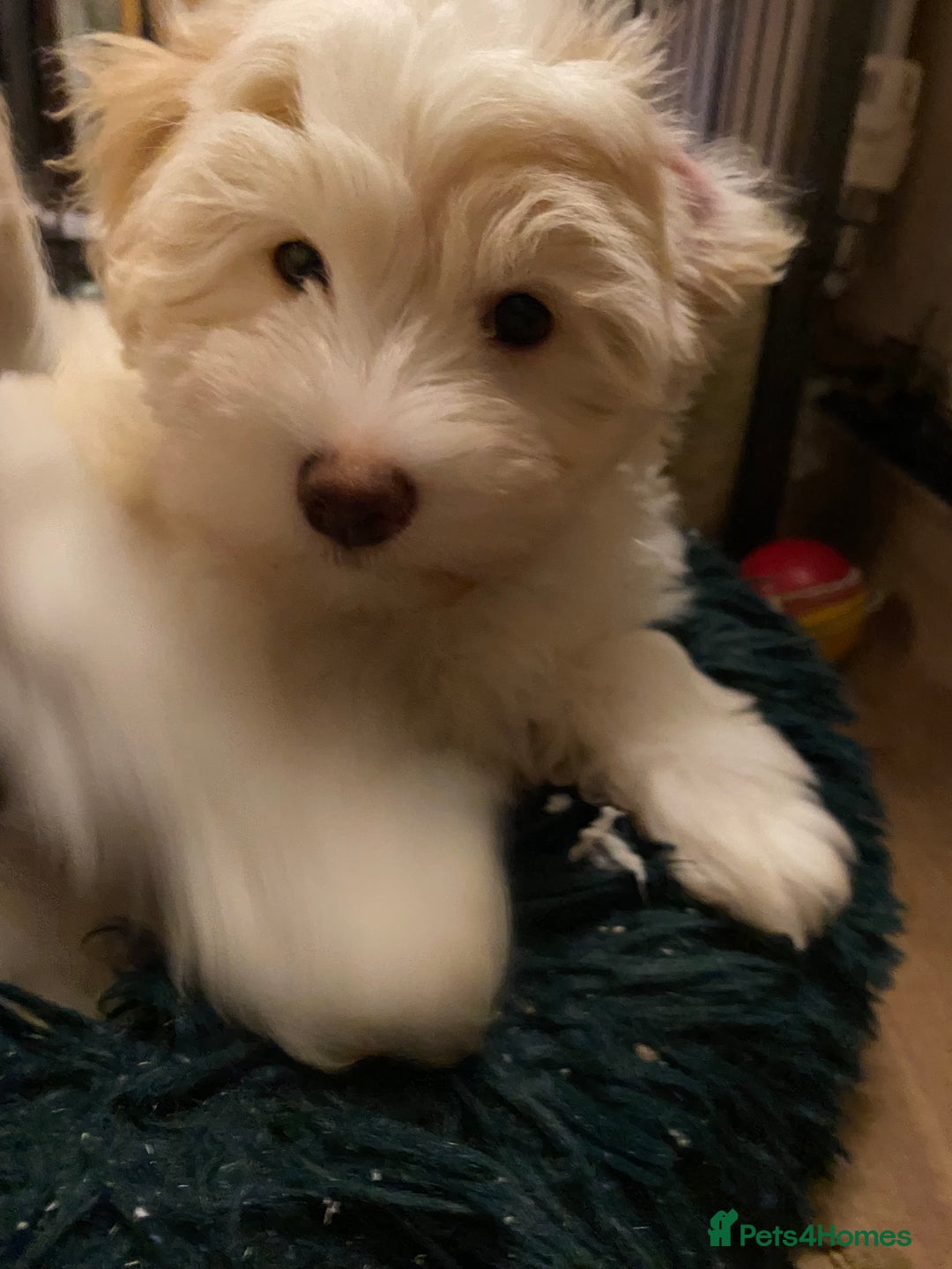 Chinese Crested dogs for sale: TRULY TRULY SCRUMPTIOUS apricot powder puff GIRL   - Advert 6