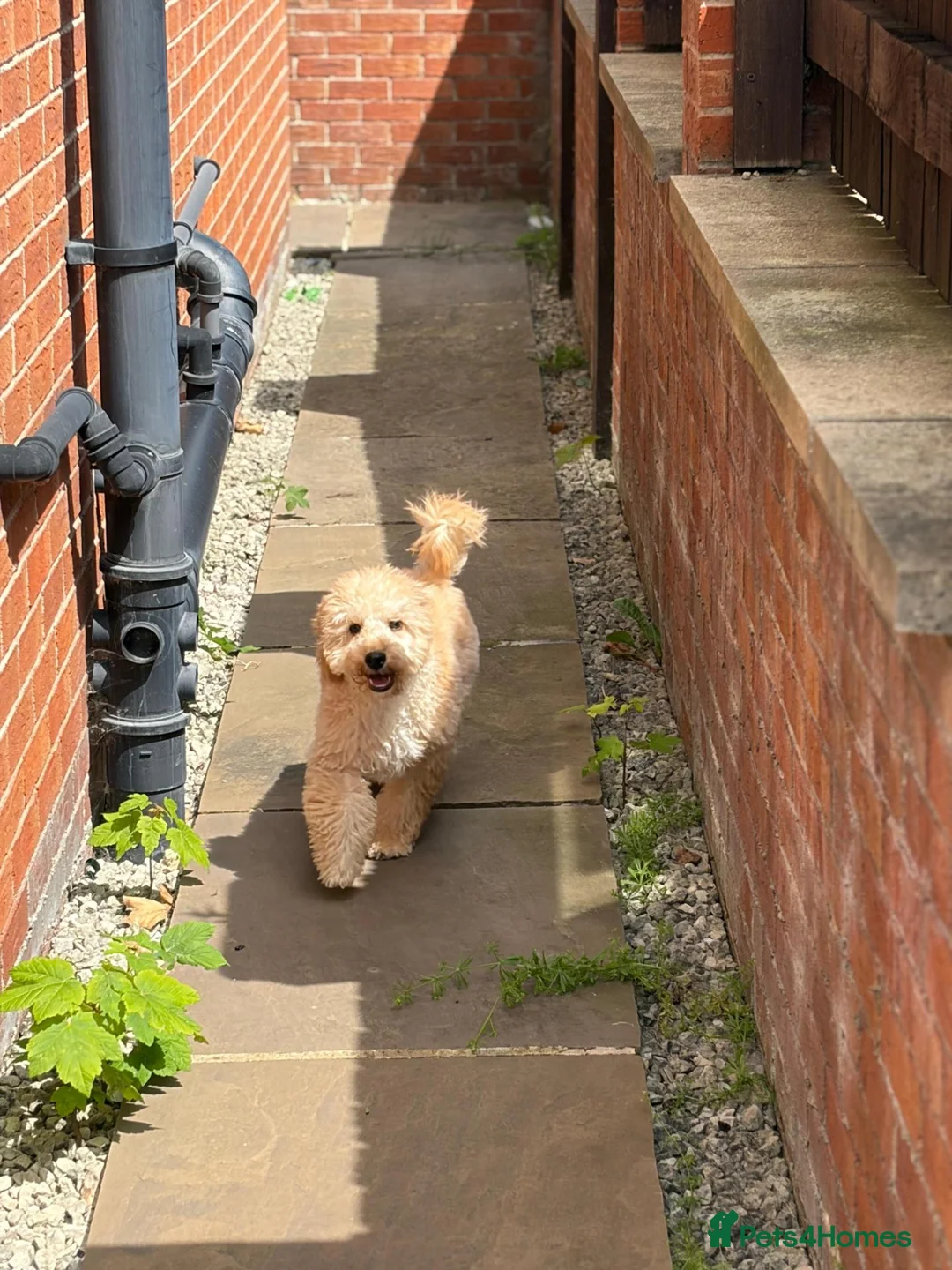 Mixed Breed dogs for sale: Cavapoochon - Advert 9