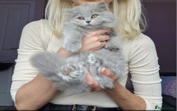British Shorthair cats for sale: 💙British Shorthair and Long.. Blue kittens ❤️💛💚 - Image 1
