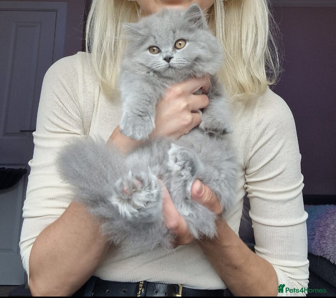 British Shorthair cats for sale: 💙British Shorthair and Long.. Blue kittens ❤️💛💚 - Image 1