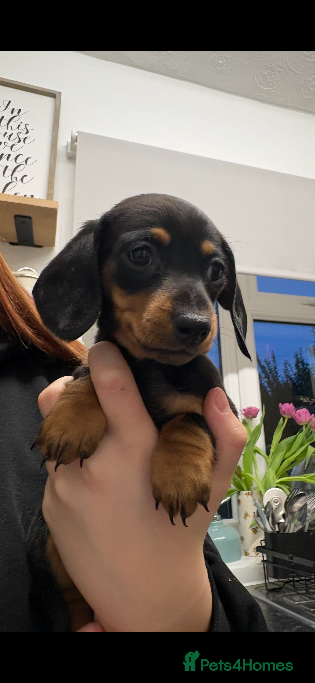 Miniature Dachshund dogs for sale: Miniature dachshund puppies  - Advert 7