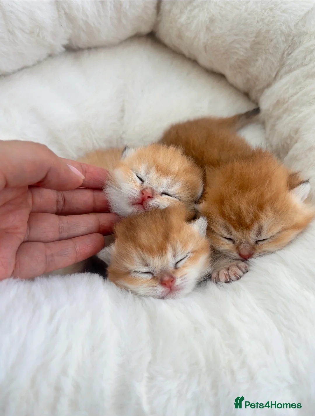 British Shorthair cats for sale: Champion🏆 🌈 GCCF golden/cinnamon BSH 🧸🍯 - Advert 8