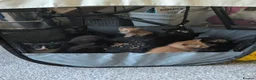 Mixed Breed cats for sale: Playful Kittens Ready for Loving Homes in Milton Keynes - Advert 13