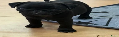 Pug 2