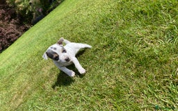 Jack Russell dogs for sale: 5 Jack Russell Puppies - Image 7