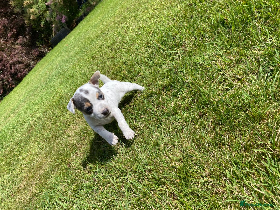 Jack Russell dogs for sale: 5 Jack Russell Puppies - Image 7