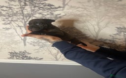 Mixed Breed dogs for sale: Bulldogs for sale  - Image 37