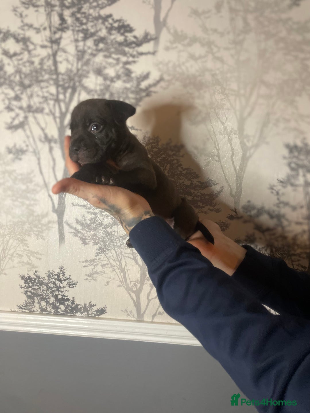 Mixed Breed dogs for sale: Bulldogs for sale  - Image 37