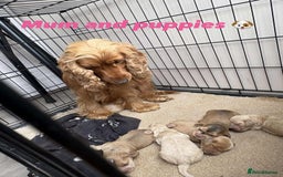 Cocker Spaniel dogs for sale: Show type cocker spaniel  - Image 17