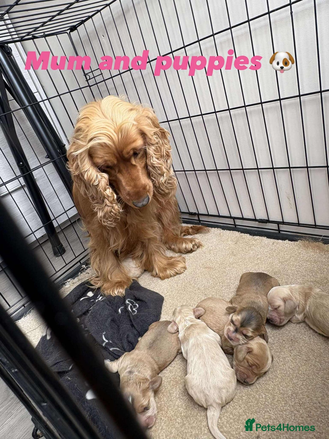 Cocker Spaniel dogs for sale: Show type cocker spaniel  - Image 17