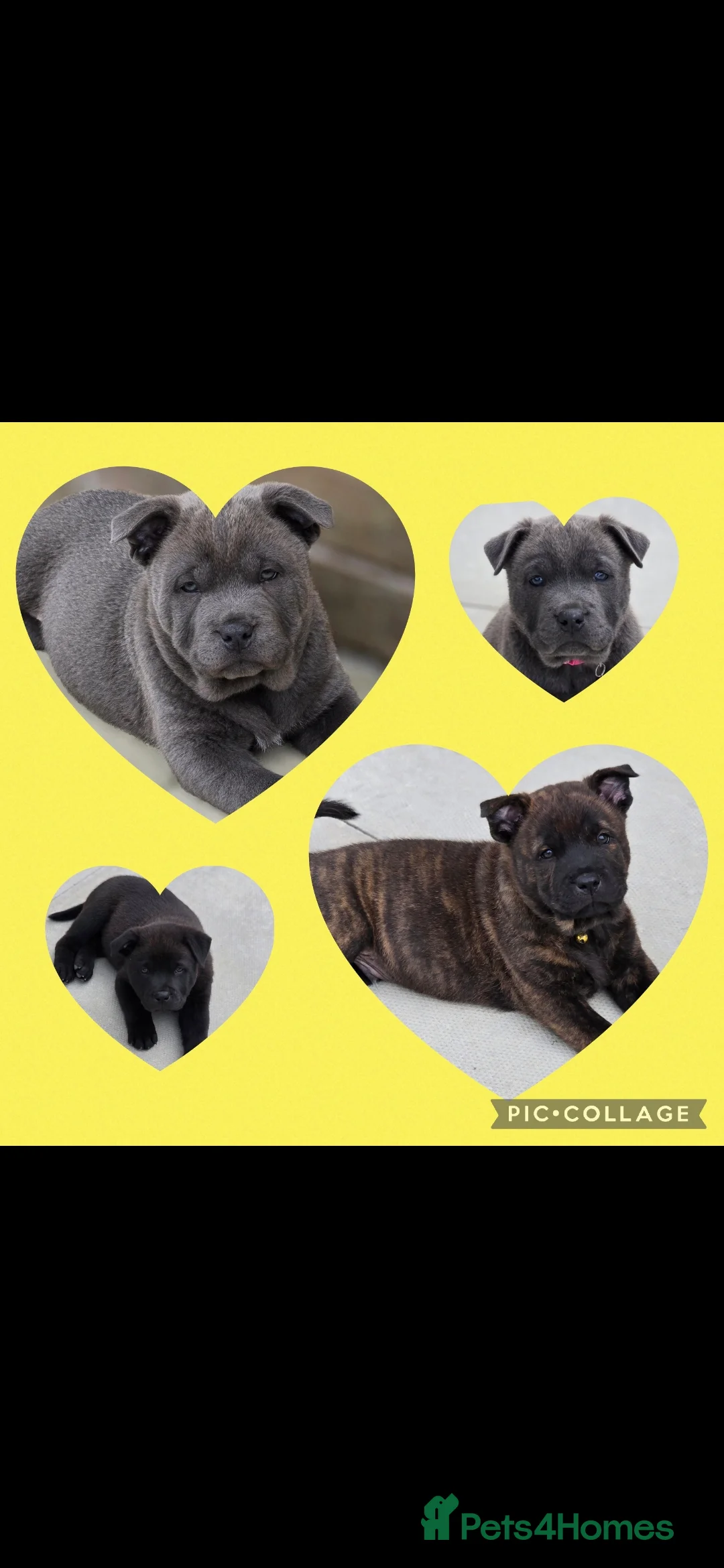 Mixed Breed dogs for sale: Chaffy puppies - Advert 13