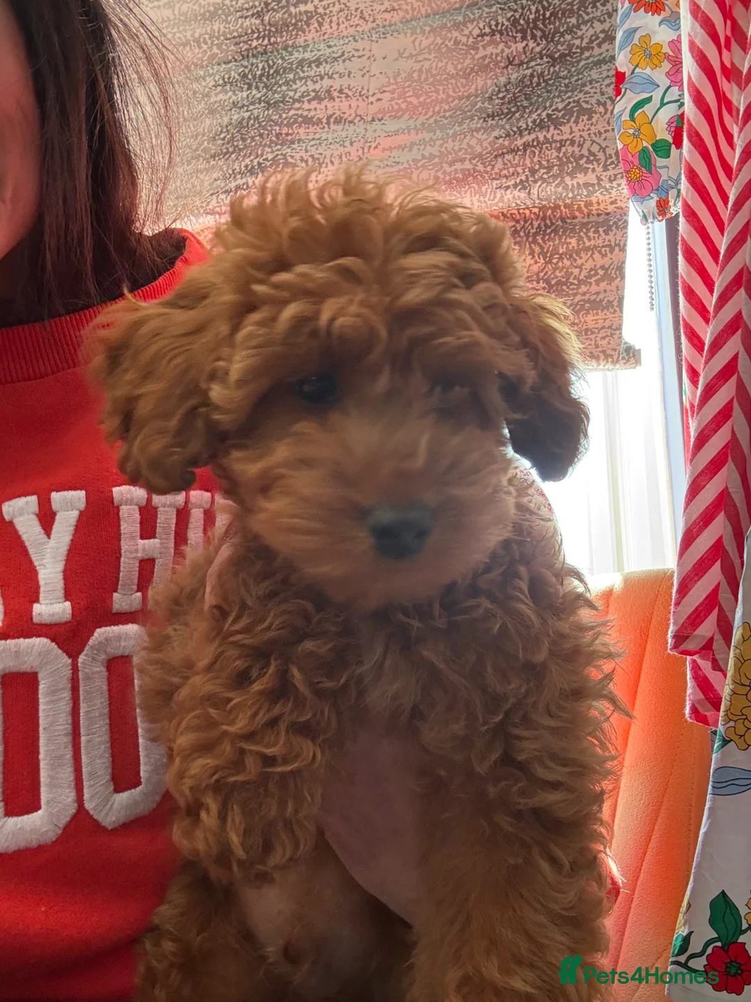 Cockapoo dogs for sale: Sad sale of Beautiful Red Male cockapoo - Advert 2