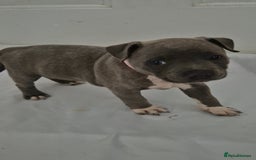 Staffordshire Bull Terrier dogs for sale: Blue Staffs £1,100 Deposit is £245 - Image 8