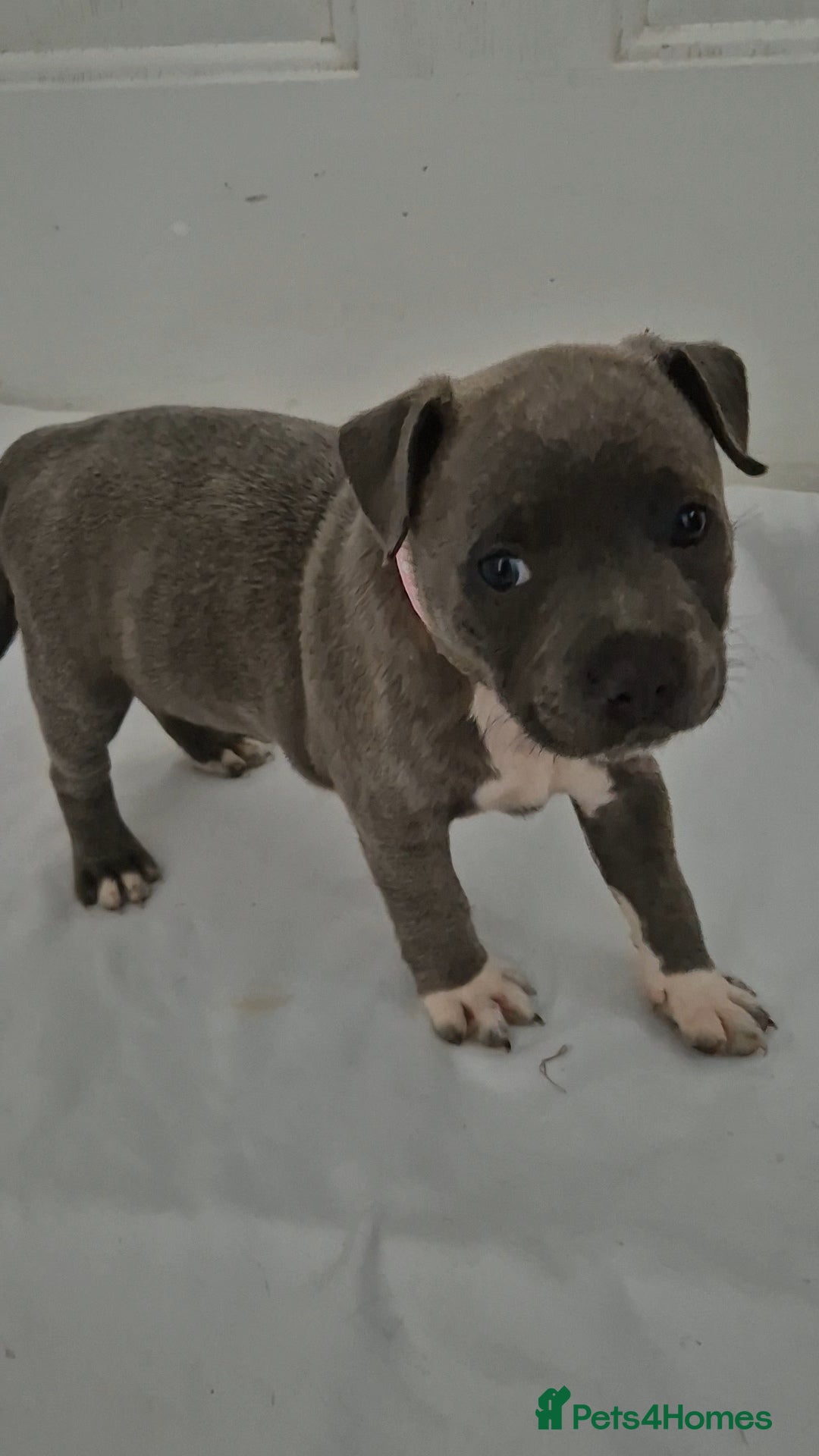 Staffordshire Bull Terrier dogs for sale: Blue Staffs £1,100 Deposit is £245 - Image 8