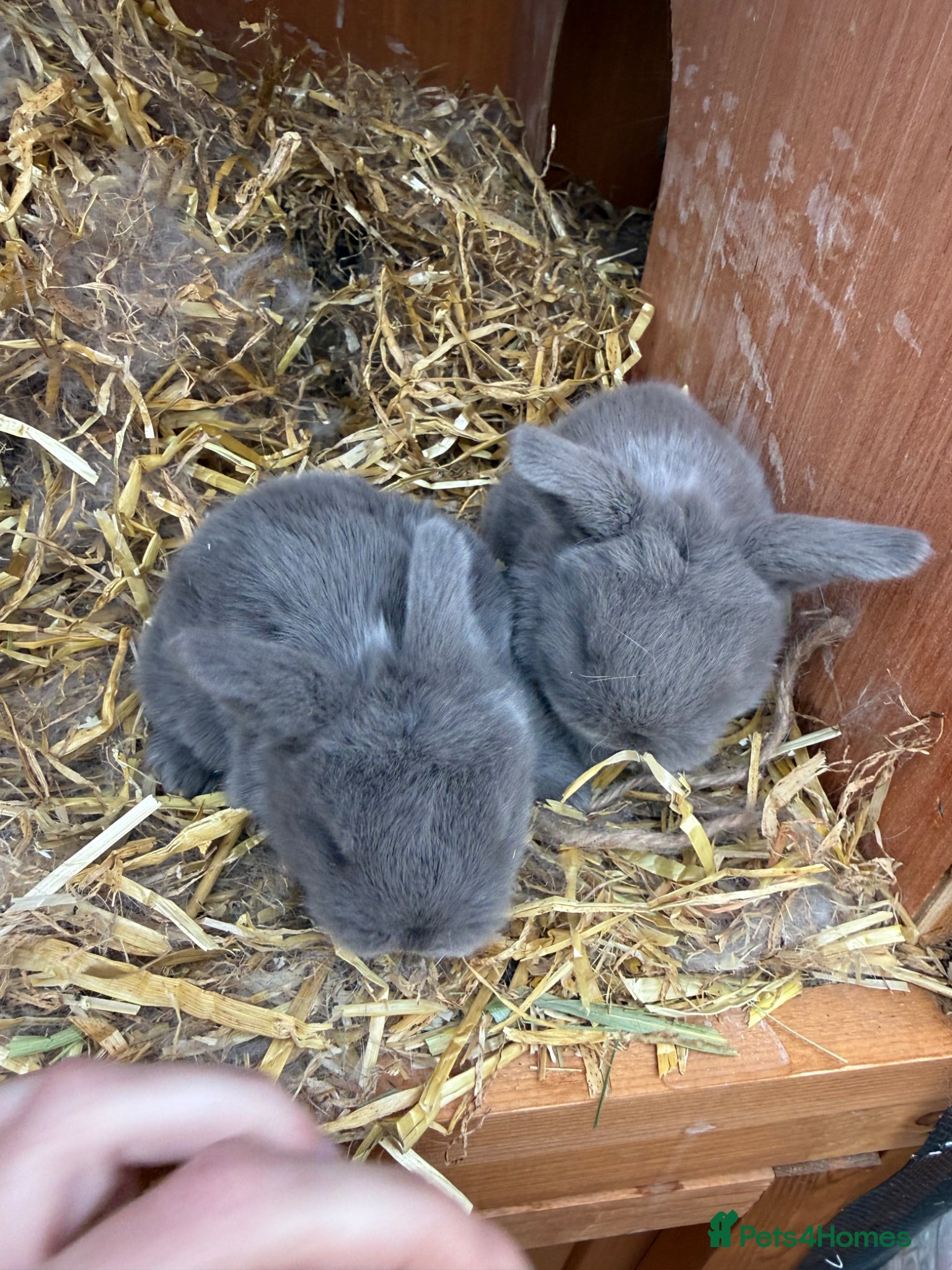 Mini Lop rabbits 🩶 Welcoming 8 Pure Mini Lops 🩶 - Advert 1