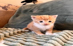 Mixed Breed cats for sale: Stunning friendly ginger kittens - Image 1