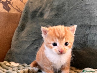 Mixed Breed cats - Advert 5