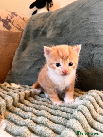 Mixed Breed cats - Advert 2