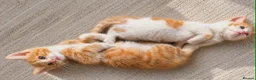 Mixed Breed cats for sale: Three kittens are looking for new homes. - Advert 11