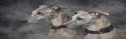 Whippet dogs for sale: Exquisite litter of whippet puppies  in Ormskirk - Advert 24