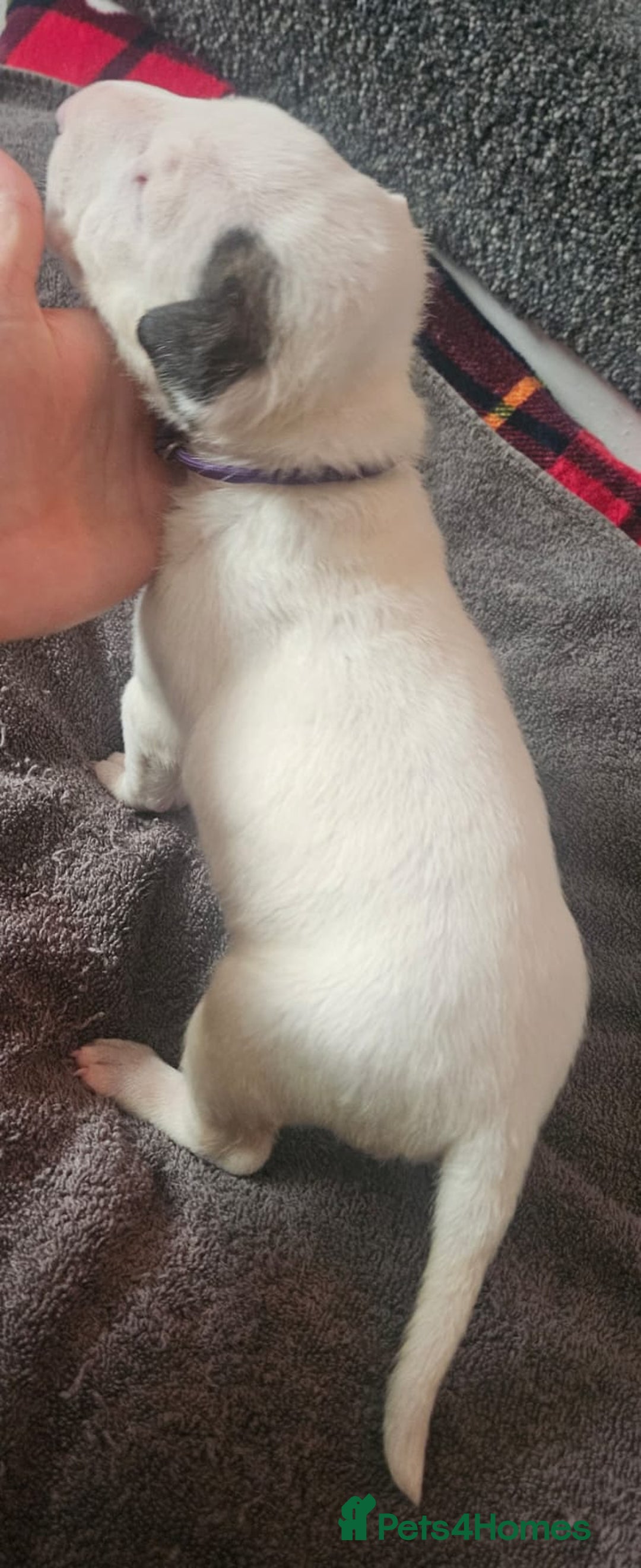 English Bull Terrier dogs for sale: Top Quality English bull terriers! - Advert 13