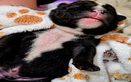 English Bulldog dogs for sale: KC Reg English Bulldogs Champion Bloodlines  - Image 20