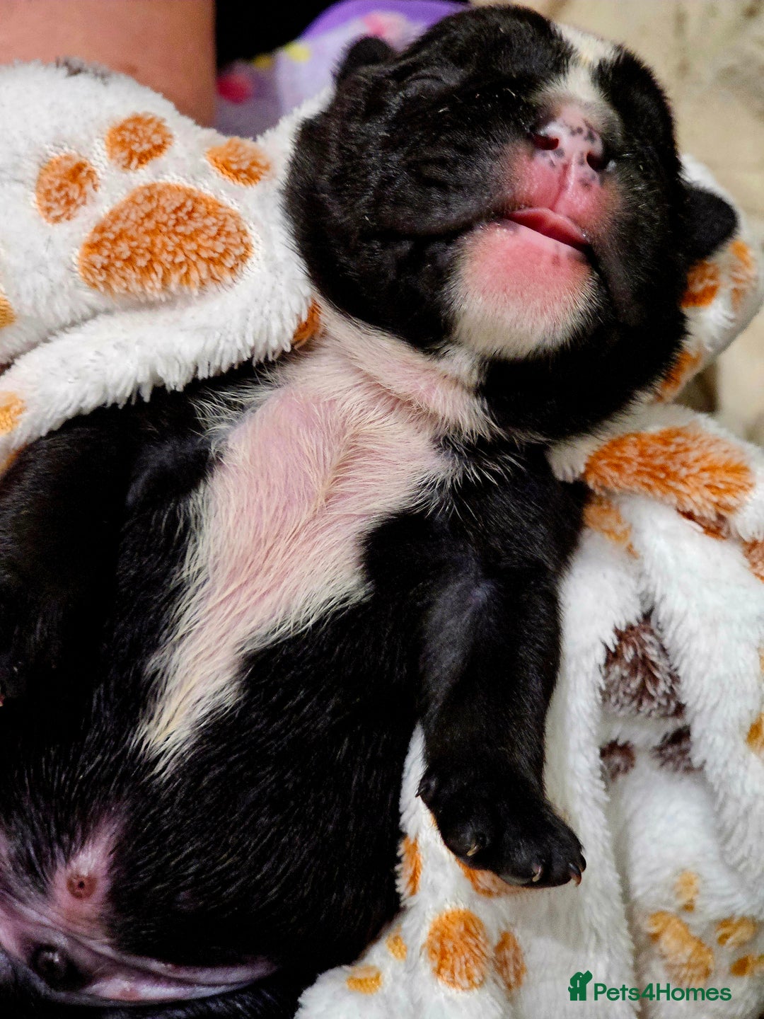 English Bulldog dogs for sale: KC Reg English Bulldogs Champion Bloodlines  - Image 20