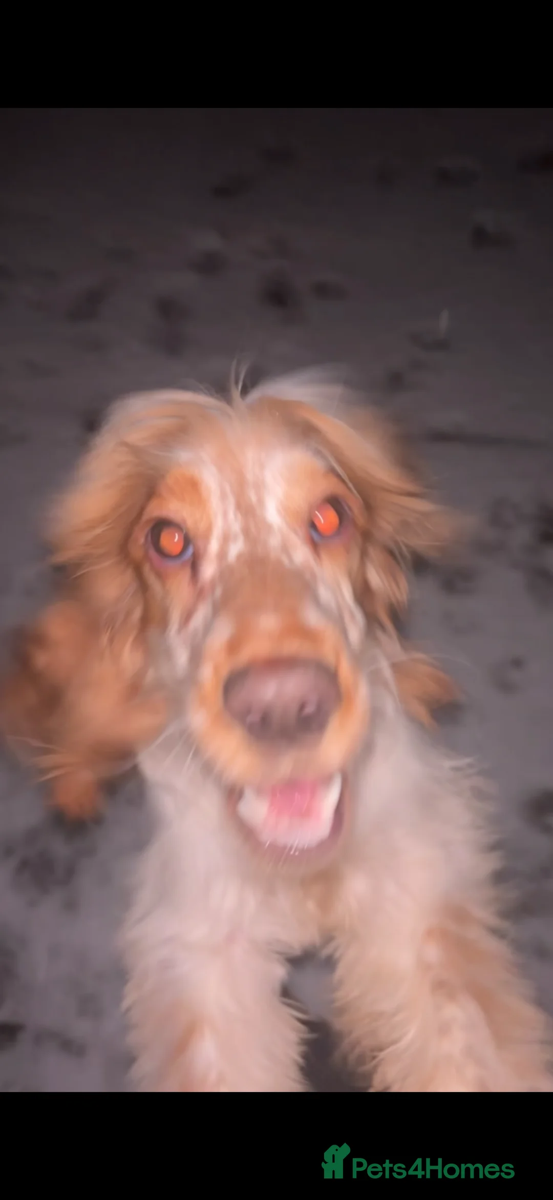 Cocker Spaniel dogs for sale: Female cocker spaniel  in Wirral - Advert 2