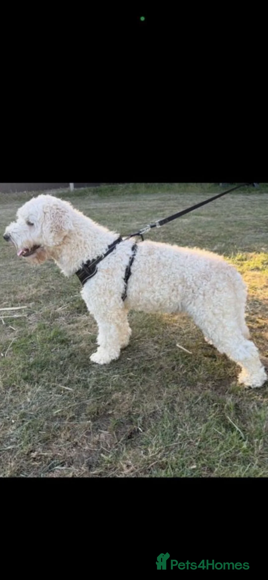 Goldendoodle dogs for sale: F1B Golden doodle pups - Advert 2