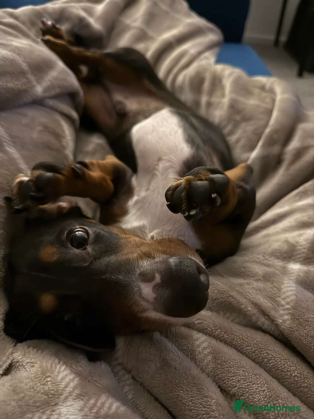 Dachshund dogs for sale: Dachshund puppy for rehome in Southsea - Advert 4