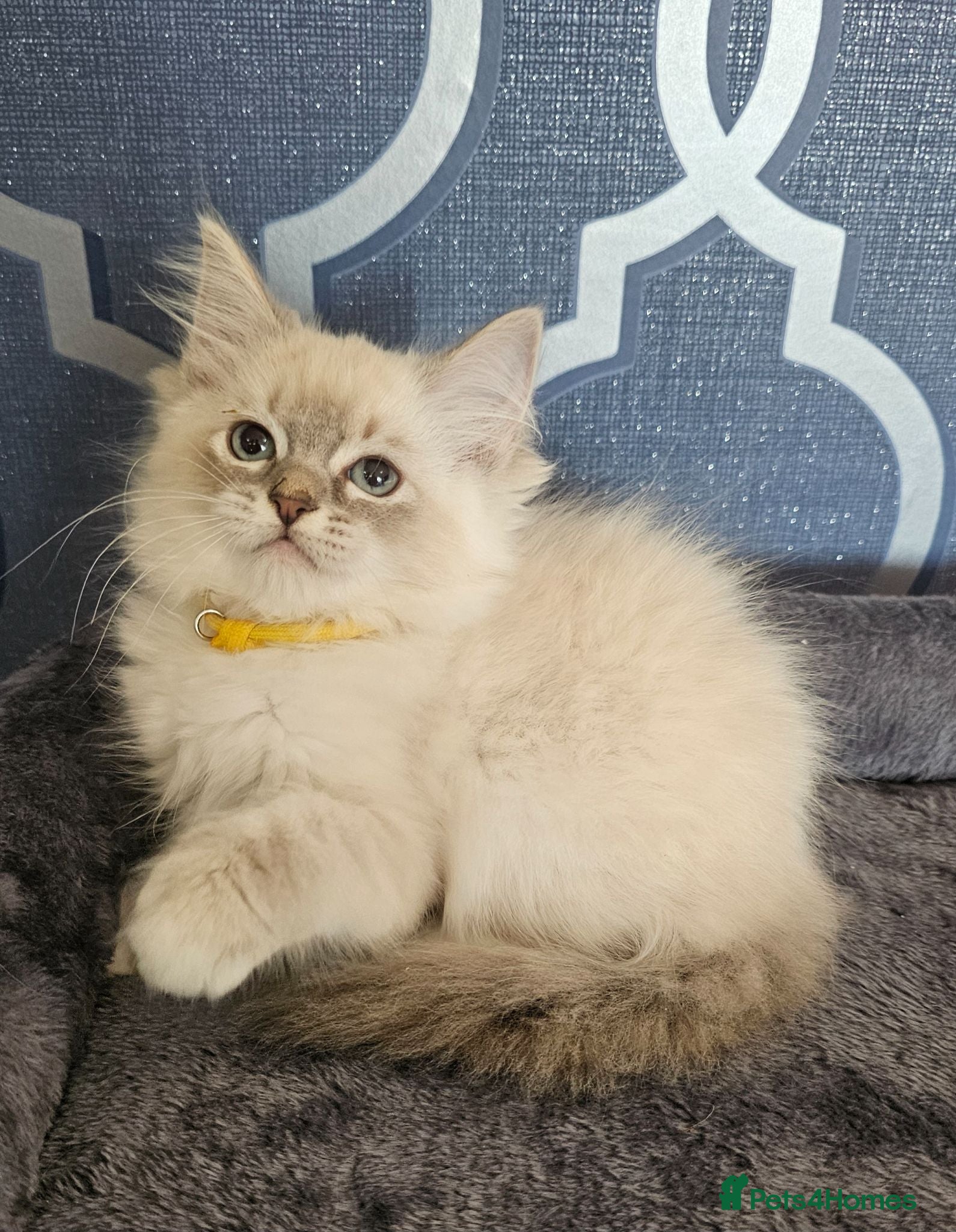 Ragdoll cats 5⭐️ Council licence held. GCCF reg kittens  - Advert 1
