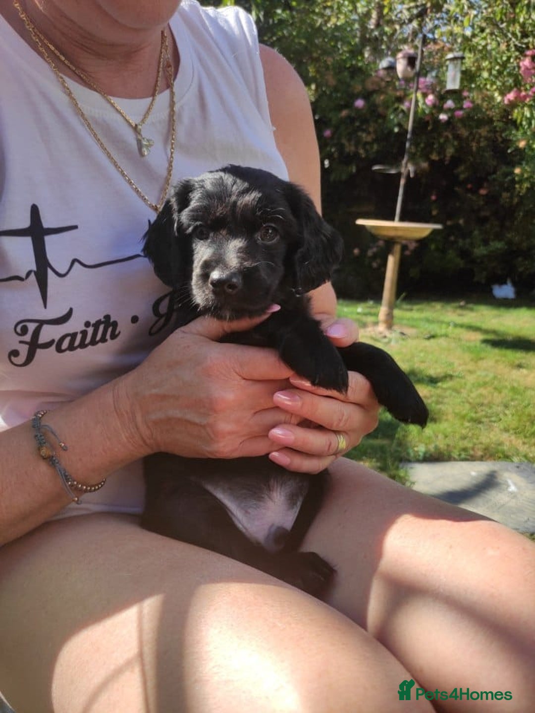 Mixed Breed dogs for sale: Very rare Black Cockerpoo and Chocolate puppies - Image 1