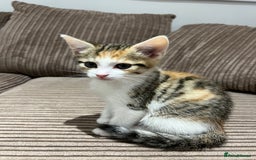 British Shorthair cats for sale: 1 female kitten left  - Image 1