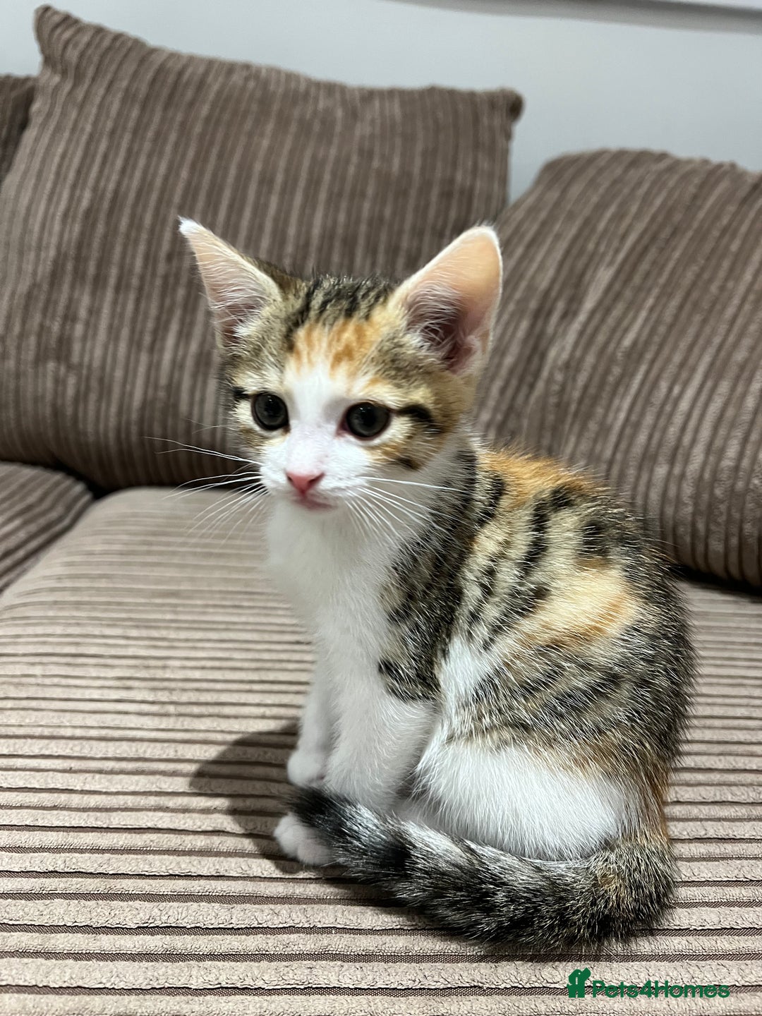 British Shorthair cats for sale: 1 female kitten left  - Image 1