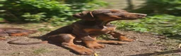 Dobermann dogs for sale: 🔥Ready now Top Quality 🏆 KC Registered pup's 🐾 - Advert 5