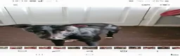Whippet dogs for sale: Whippet - Advert 4