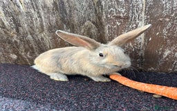Continental Giant rabbits for sale: Ready now 1 doe bucks harlequin continentals  - Image 4